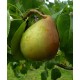 Päärynäpuu 'Beurre hardy' (Pyrus communis)